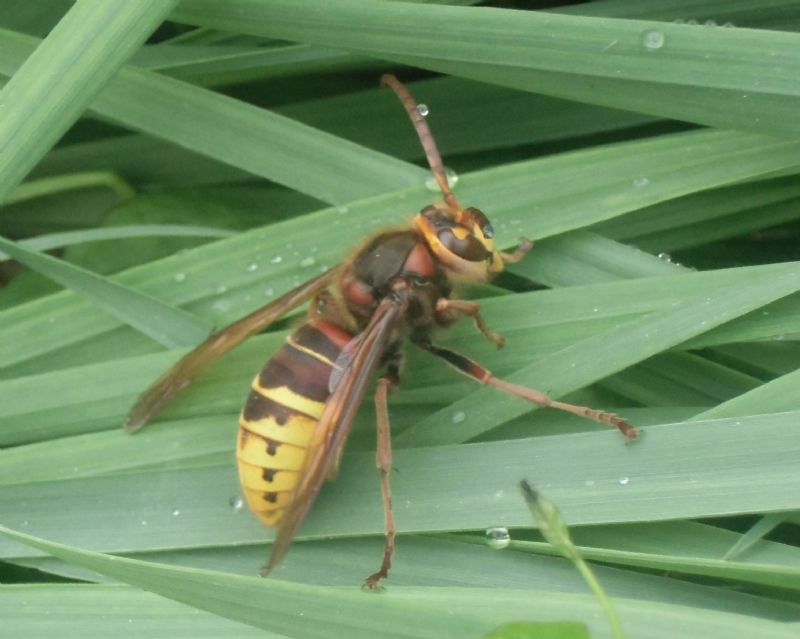 Vespa crabro